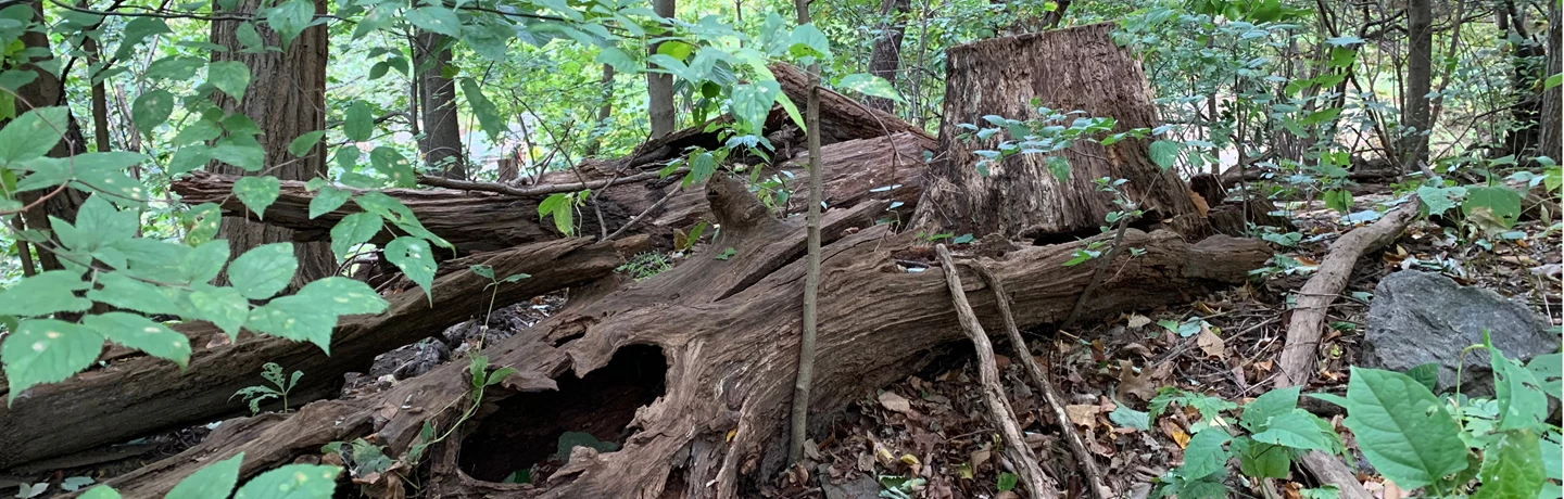 Fallet träd i skogen