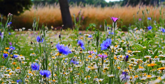 Blomsteräng