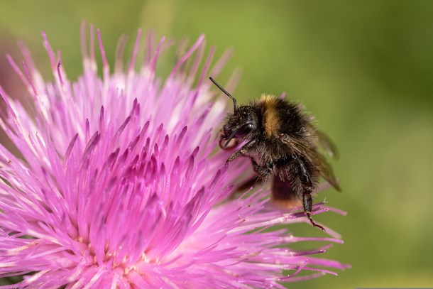 Trädgårdshumla sitter på blomma för att äta nektar