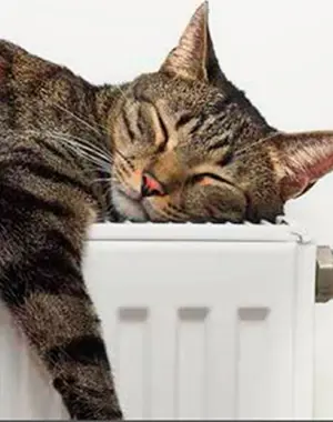 Katt som sover på ett element