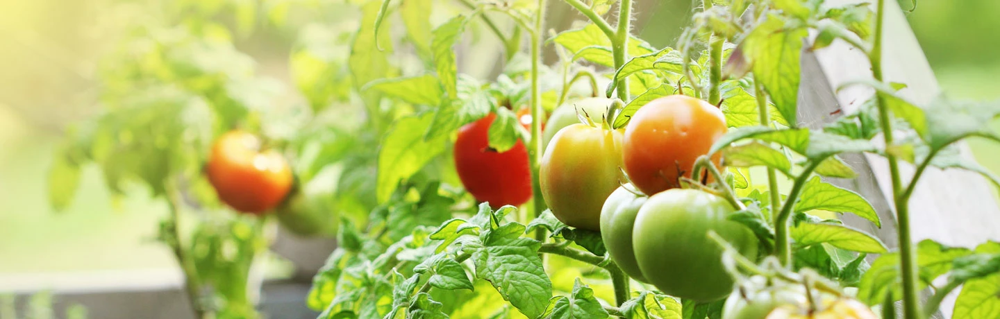 Tomatplantor