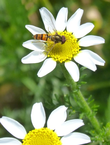 Flyttblomfluga på en blomma