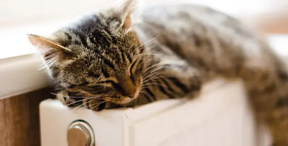 katt som sover på ett element