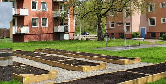 Hyresgästen Eva Bilstrup vid odlingslotterna i kvarteret Bäckelyckan