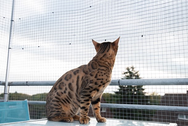 Katt på balkong med nät