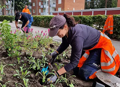 Eidars miljövärdar planterar i nya rabatter i Björnbäret