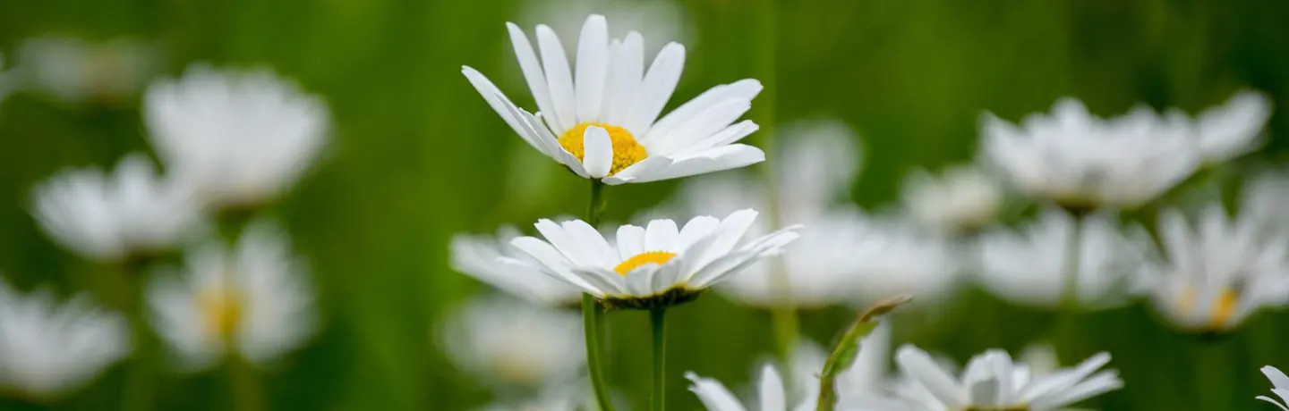 Midsommarblommor